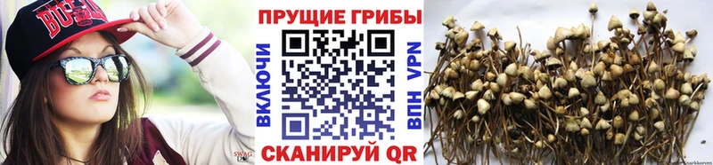 Купить закладки  Щёлкино  Галлюциногенные грибы MAGIC MUSHROOMS 